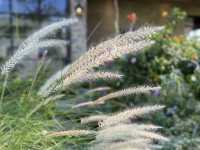 桃園|Jo’s Corner Café|南法鄉村風咖啡館.下午茶.情侶約會