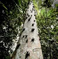 Chestnut Nature Park