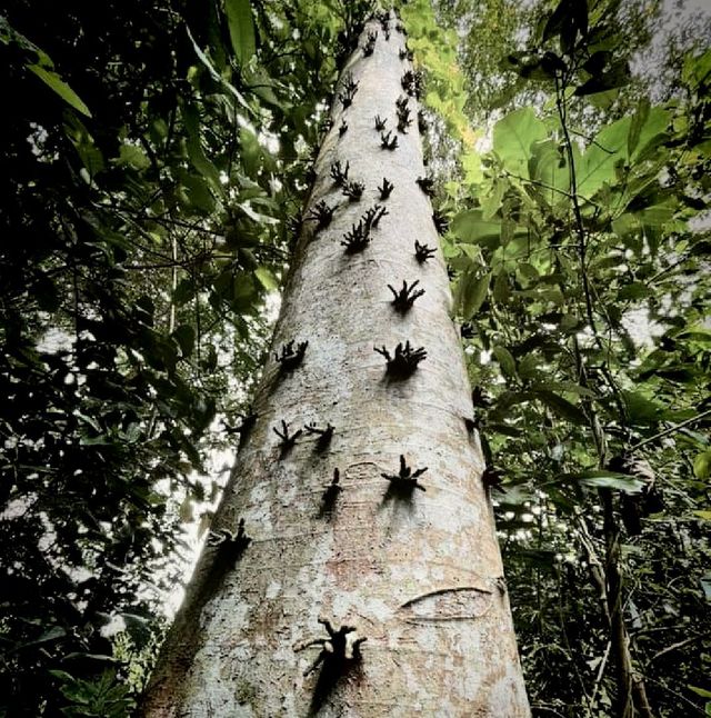 Chestnut Nature Park