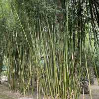 Baguio Bamboo Sanctuary