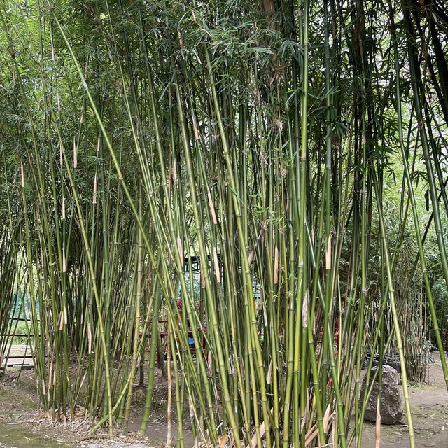 Baguio Bamboo Sanctuary