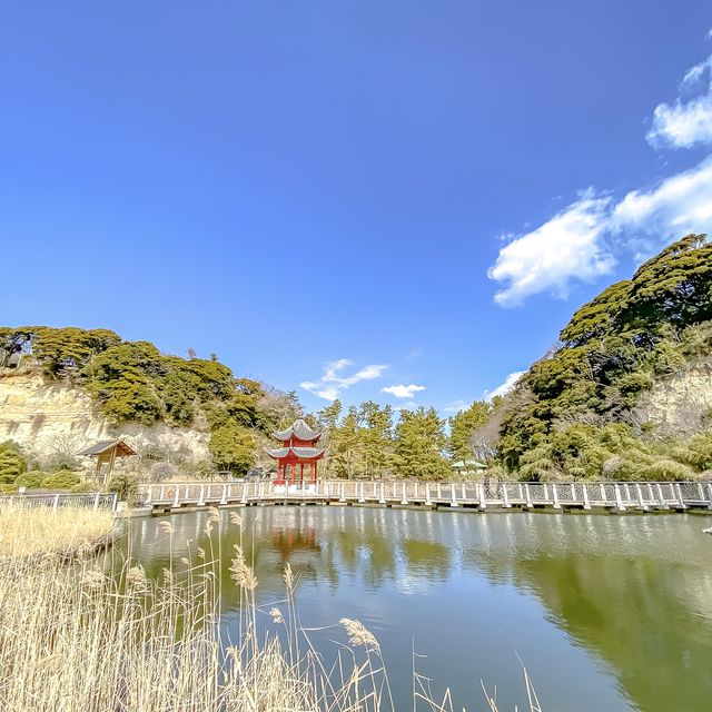 本牧市民公園内の梅と上海横浜友好園