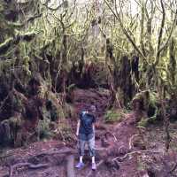 Enchanting Mossy Forest