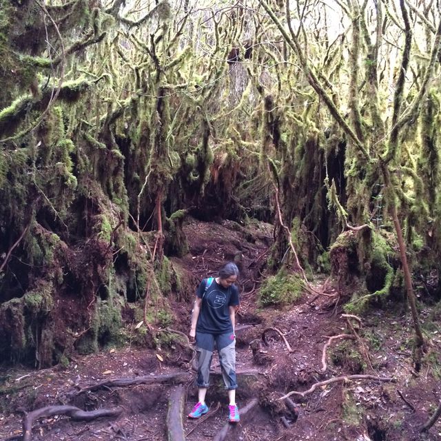 Enchanting Mossy Forest