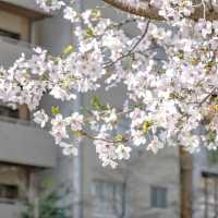麻布十番駅近くの大通りの桜