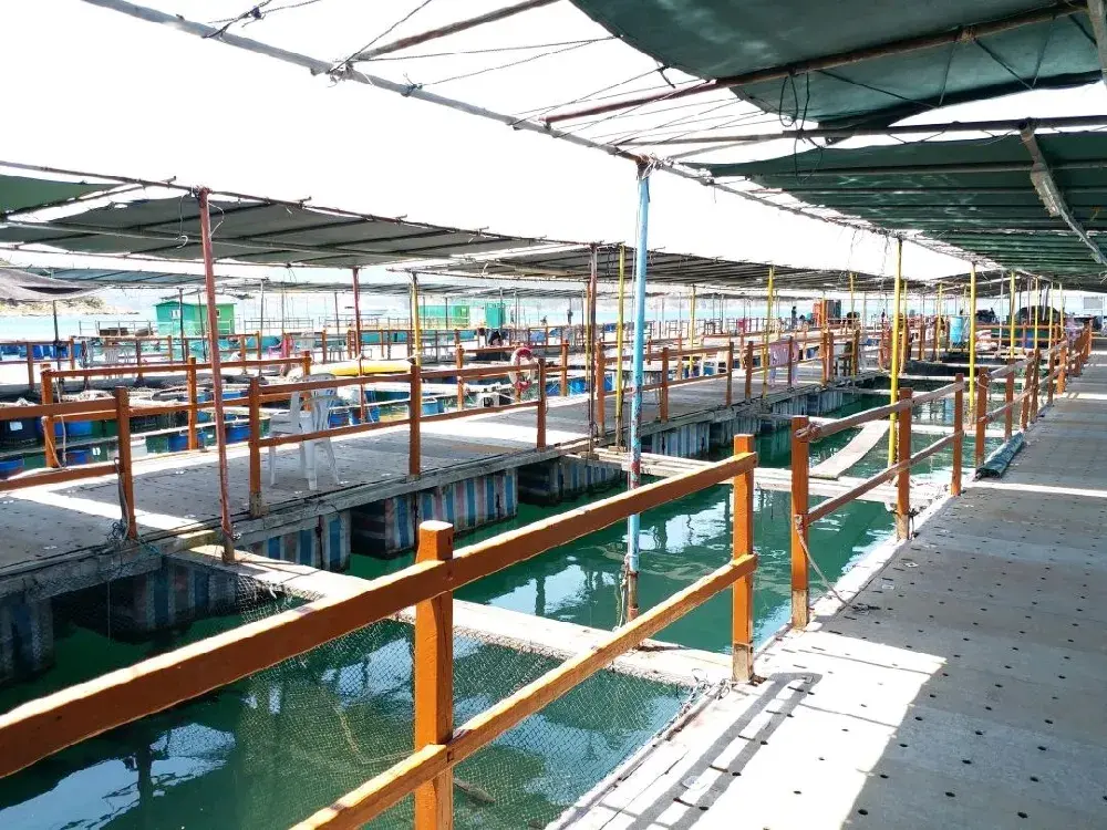 另類水上活動~漁排釣魚🎣