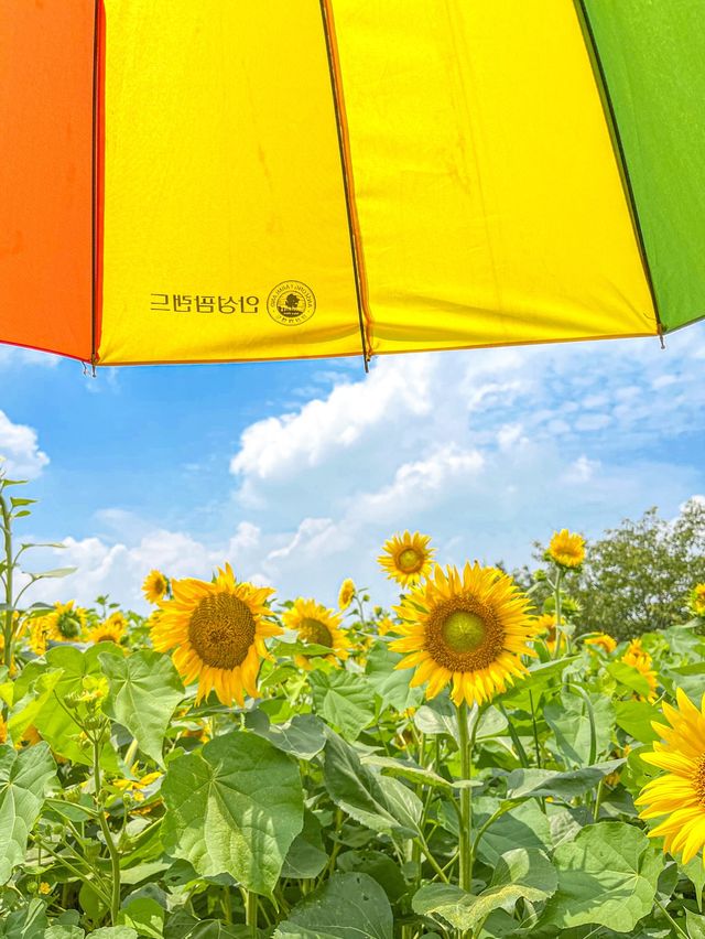 가장먼저 만나본 팜랜드의 해바라기🌻
