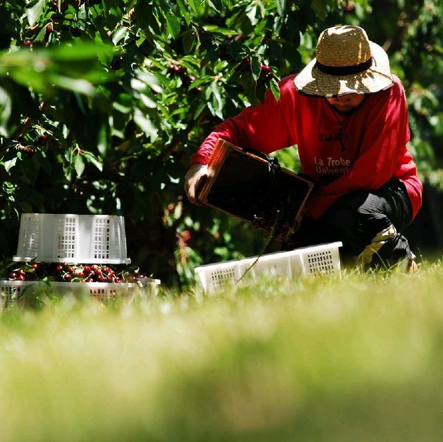 FIRST TIME CHERRY PICKING EXPERIENCE