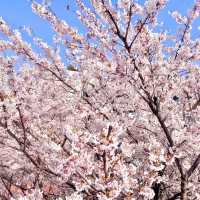 🌸보라매공원에서 도림천까지 이어진 ‘신대방벚꽃길’
