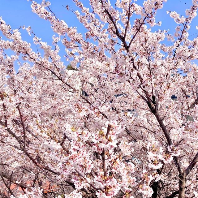 🌸보라매공원에서 도림천까지 이어진 ‘신대방벚꽃길’
