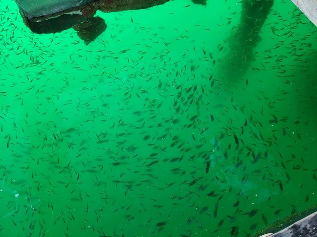 【另類水上活動~魚排BBQ🔥】