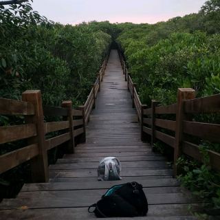 조용하고 평화로운 [신주 신펑] 맹그로브 생태 보호구역