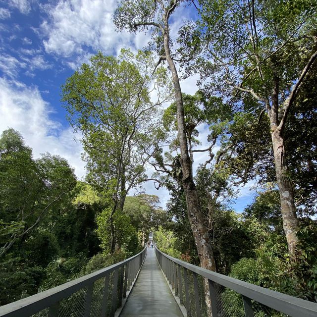 Malaysia Rainforest