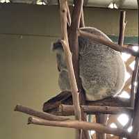 近距離接觸袋鼠和樹熊的動物園