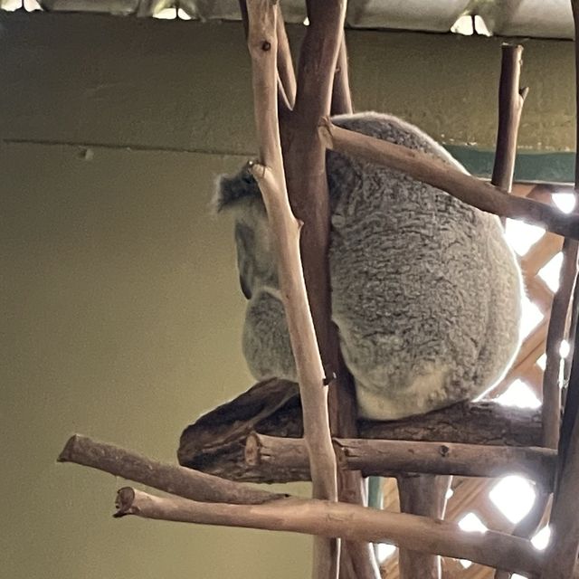 近距離接觸袋鼠和樹熊的動物園
