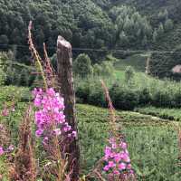 青海門源縣最靚風景線