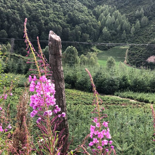 青海門源縣最靚風景線