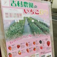 【栃木】あま〜いいちご狩り食べ放題🍓「吉村農園」
