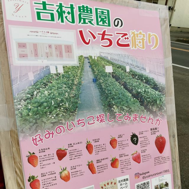 【栃木】あま〜いいちご狩り食べ放題🍓「吉村農園」