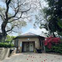 賞花攻略 元朗公園
