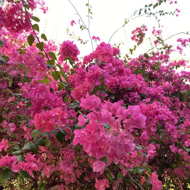浪漫粉紅簕杜鵑花隧道