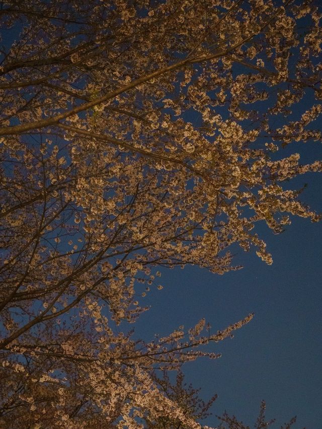 서울 벚꽃 야경 명소는 석촌호수🌸