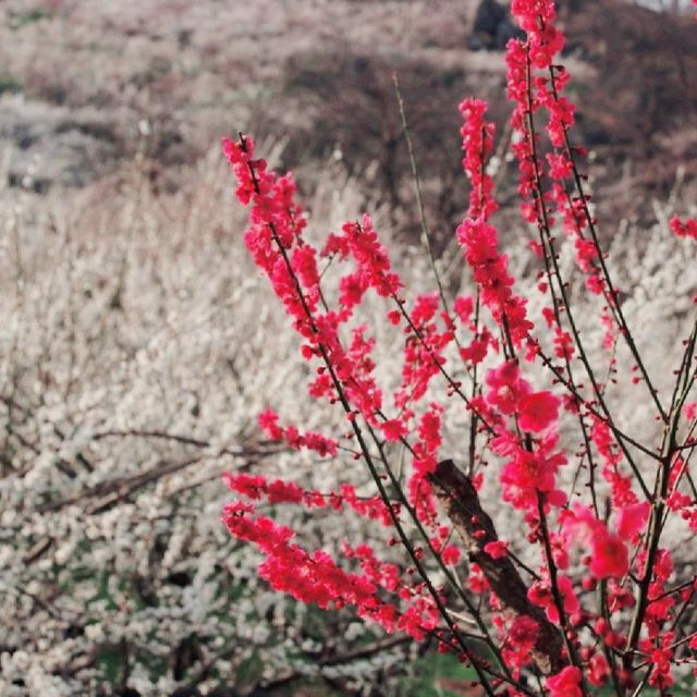 매화가 만개하는 광양매화마을의 풍경🌸