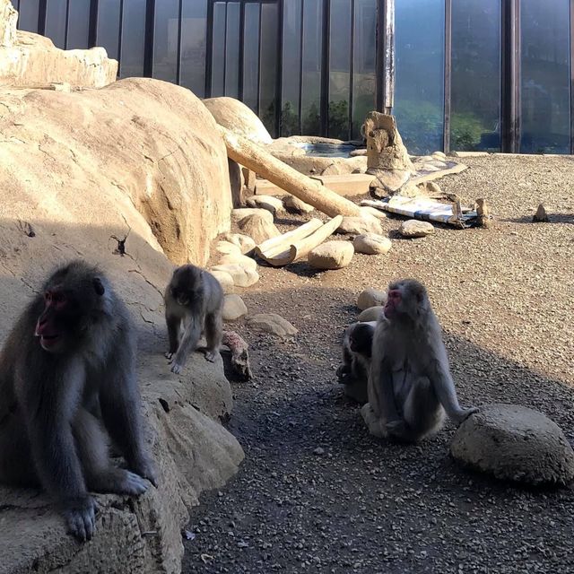 親親大自然🇯🇵😚 高野山猴園・野草園