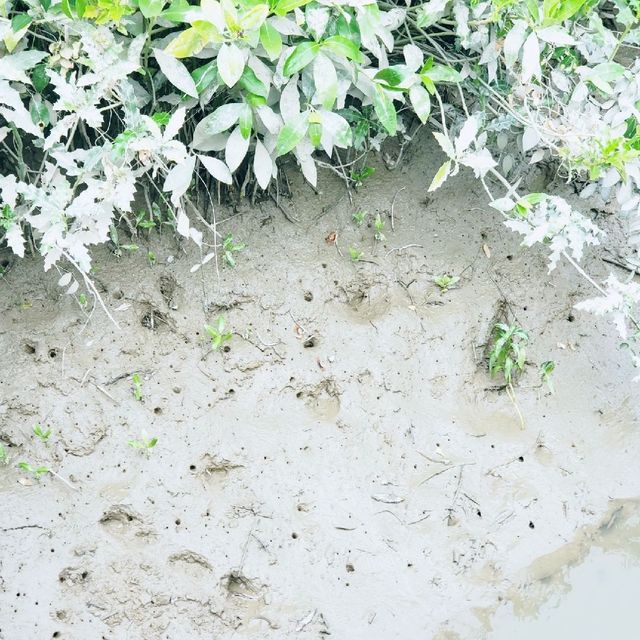 生態之旅 - 香港濕地公園