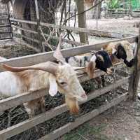 จิบกาแฟ ดูช้าง ที่มองช้างคาเฟ่ 🐘🐏🌳🌿🍂🍃