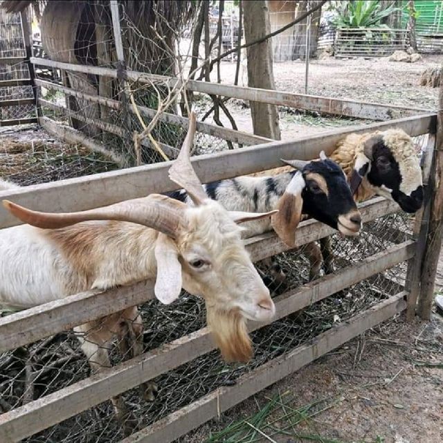 จิบกาแฟ ดูช้าง ที่มองช้างคาเฟ่ 🐘🐏🌳🌿🍂🍃