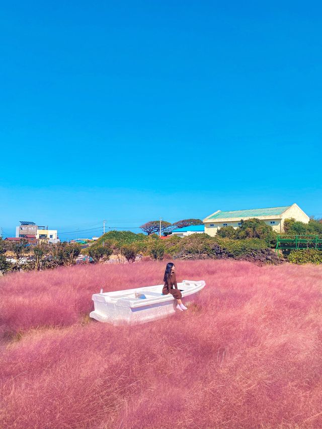 제주 핑크뮬리 명소 : 북촌에가면 