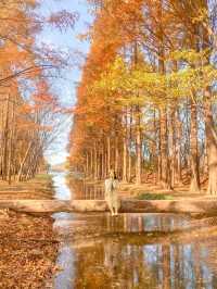 외나무다리 포토존으로 유명한 #천년숲정원 🍁 