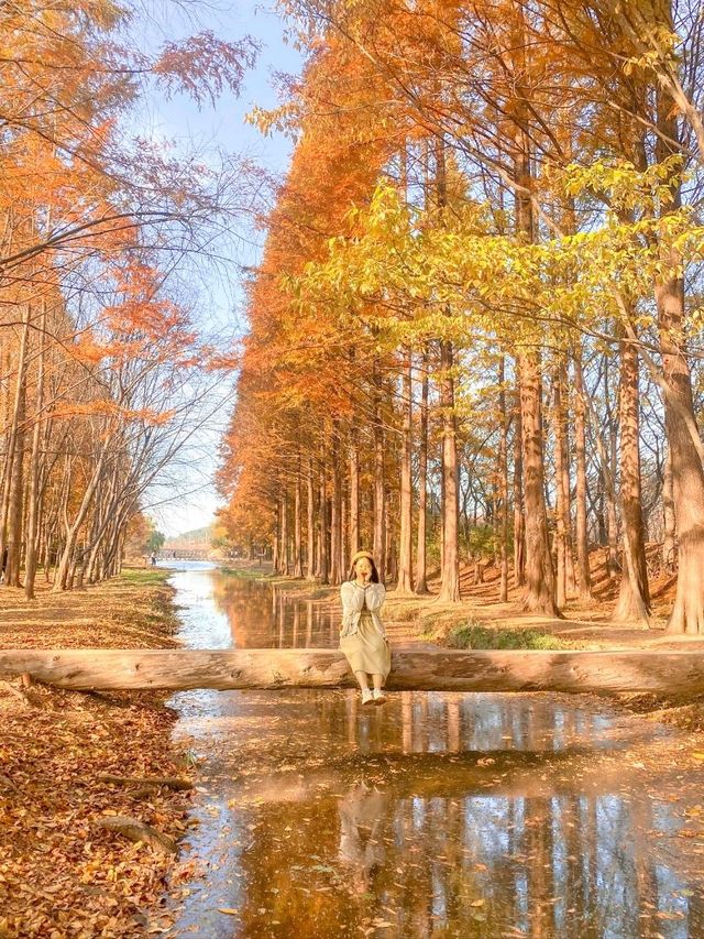 외나무다리 포토존으로 유명한 #천년숲정원 🍁 