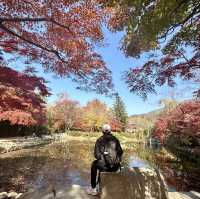 Gyeongju , is a must place to enjoy autumn 🍂