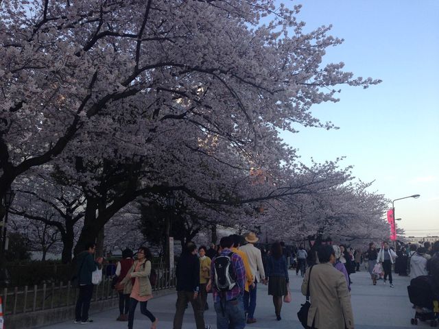 📍日本東京。淺草隅田公園櫻花祭。