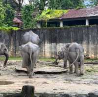  The oldest zoo in Malaysia : Zoo Taiping