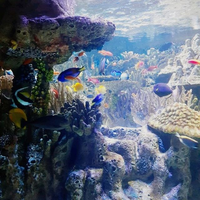 Boston Aquarium 🐠🐡