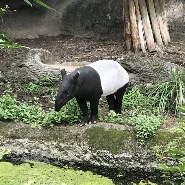 Taipei Zoo trip