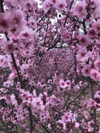 Spring In Yantai 