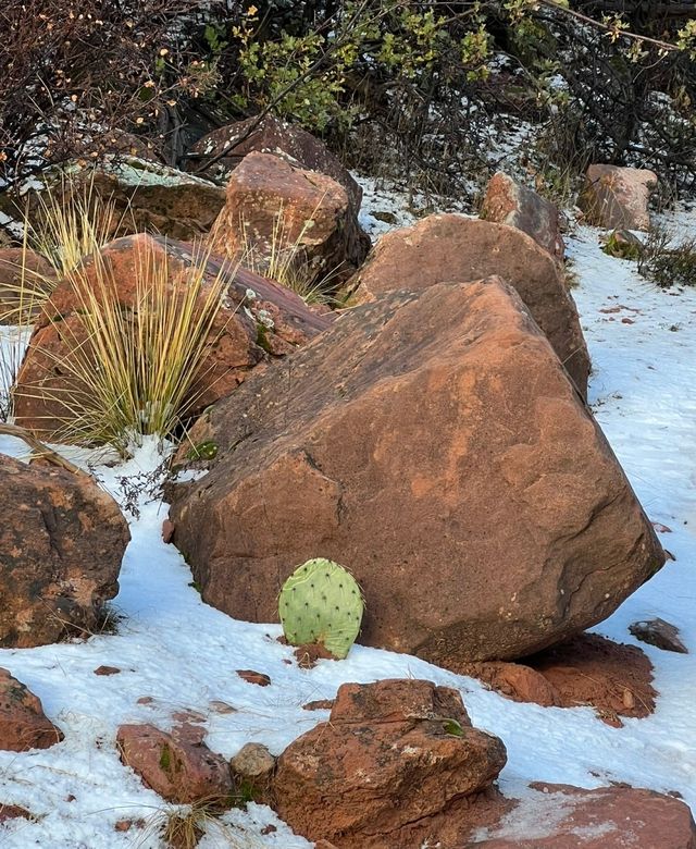 Go to Zion National Park for hiking and exploration.