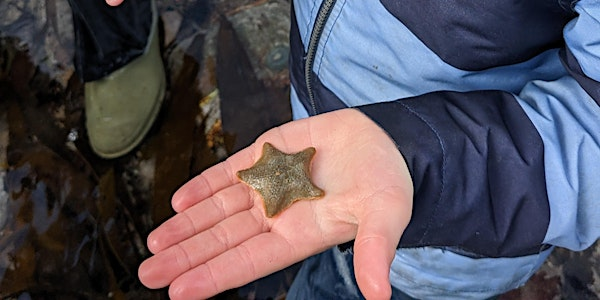 Tots & Toddlers Rockpool Safari | Wembury Marine Centre