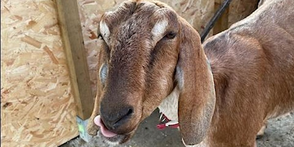 Goat Milking Induction | Oxford City Farm