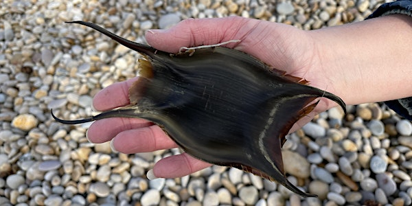 Chesil Eggcase Hunt | Fine Foundation Wild Chesil Centre