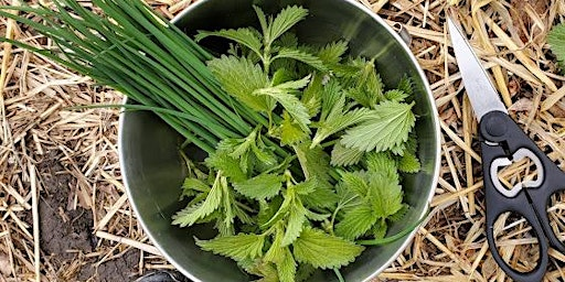 Fibres, Food & Medicine – Getting to Know Nettle | Scandinavian Centre