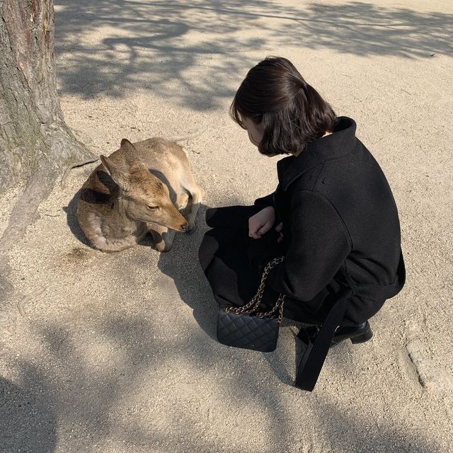 🇯🇵일본 히로시마🇯🇵