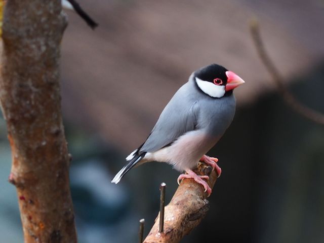 城市內小型森林 ~ 香港公園