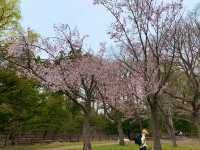 札幌　SAKURA 桜めぐり❗️円山公園の桜に感動❗️