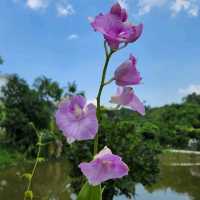 Billow