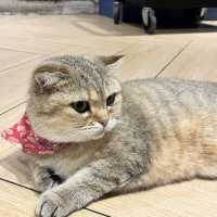 香港最大貓cafe